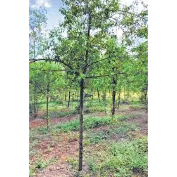 Nice Sandalwood Plants